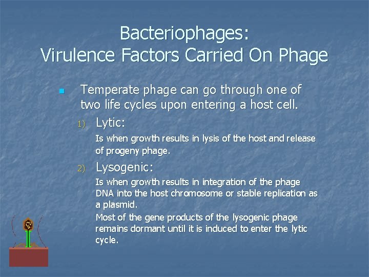 Bacteriophages: Virulence Factors Carried On Phage n Temperate phage can go through one of