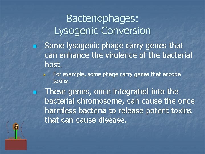 Bacteriophages: Lysogenic Conversion n Some lysogenic phage carry genes that can enhance the virulence