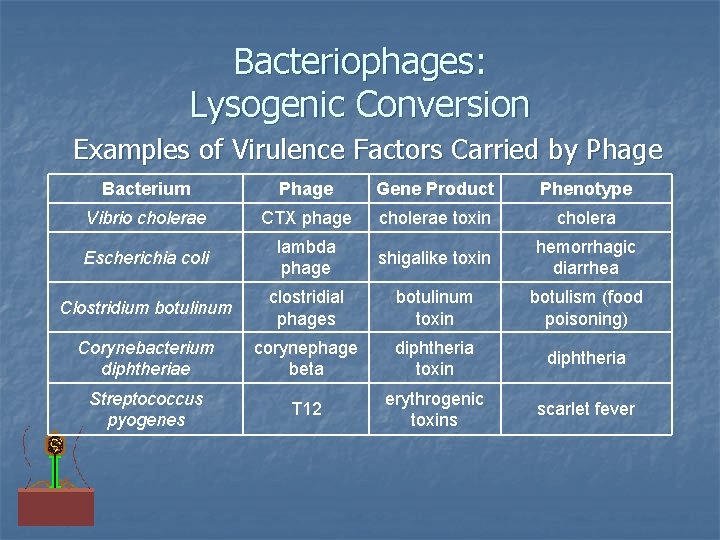 Bacteriophages: Lysogenic Conversion Examples of Virulence Factors Carried by Phage Bacterium Phage Gene Product