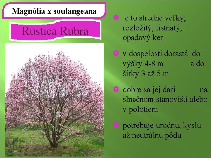 Magnólia x soulangeana Rustica Rubra | je to stredne veľký, rozložitý, listnatý, opadavý ker