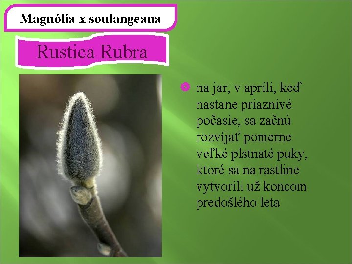 Magnólia x soulangeana Rustica Rubra | na jar, v apríli, keď nastane priaznivé počasie,
