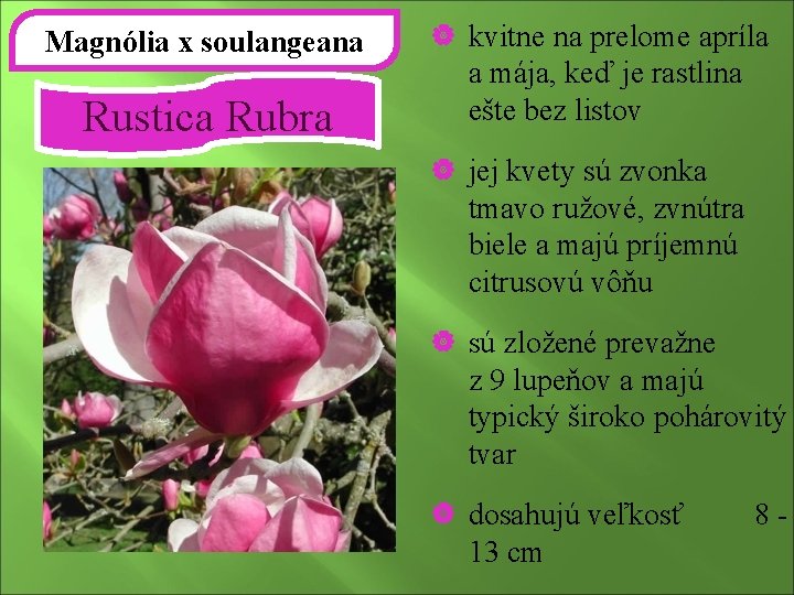 Magnólia x soulangeana Rustica Rubra | kvitne na prelome apríla a mája, keď je