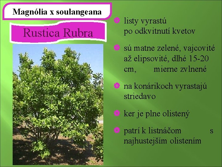 Magnólia x soulangeana Rustica Rubra | listy vyrastú po odkvitnutí kvetov | sú matne