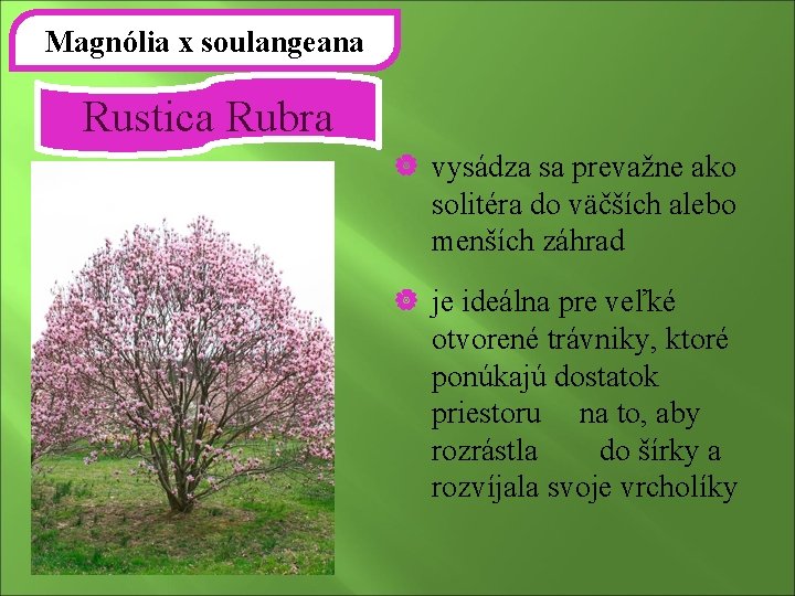 Magnólia x soulangeana Rustica Rubra | vysádza sa prevažne ako solitéra do väčších alebo