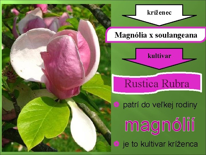 kríženec Magnólia x soulangeana kultivar Rustica Rubra | patrí do veľkej rodiny magnólií |