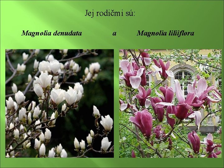 Jej rodičmi sú: Magnolia denudata a Magnolia liliiflora 