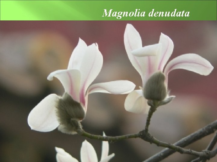 Magnolia denudata |známa ako Yulan magnólia | je pôvodom zo strednej a východnej Číny