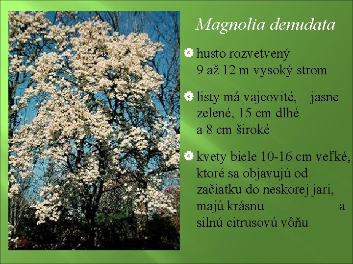 Magnolia denudata | husto rozvetvený 9 až 12 m vysoký strom | listy má