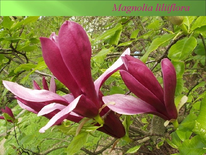 Magnolia liliiflora | známa pod mnohými menami ako Mulan magnólia, magnólia Purple, Red magnólia,