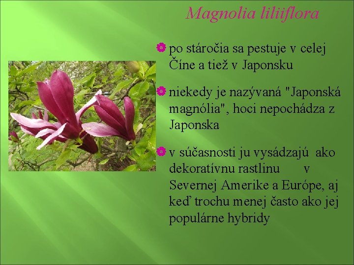 Magnolia liliiflora | po stáročia sa pestuje v celej Číne a tiež v Japonsku