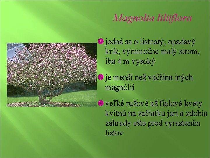 Magnolia liliiflora | jedná sa o listnatý, opadavý krík, výnimočne malý strom, iba 4