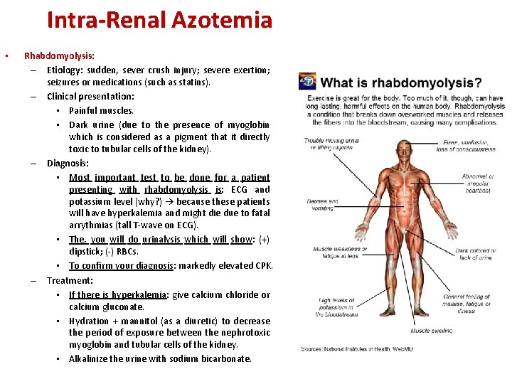 Intra-Renal Azotemia • Rhabdomyolysis: – Etiology: sudden, sever crush injury; severe exertion; seizures or