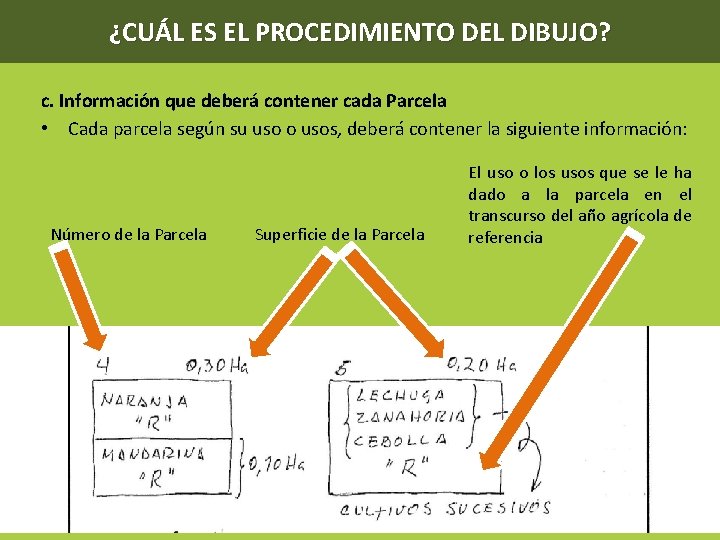 ¿CUÁL ES EL PROCEDIMIENTO DEL DIBUJO? c. Información que deberá contener cada Parcela •