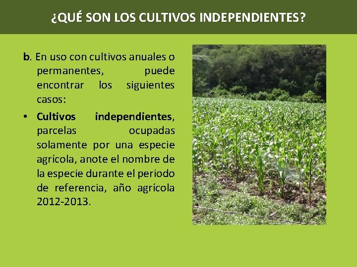 ¿QUÉ SON LOS CULTIVOS INDEPENDIENTES? b. En uso con cultivos anuales o permanentes, puede