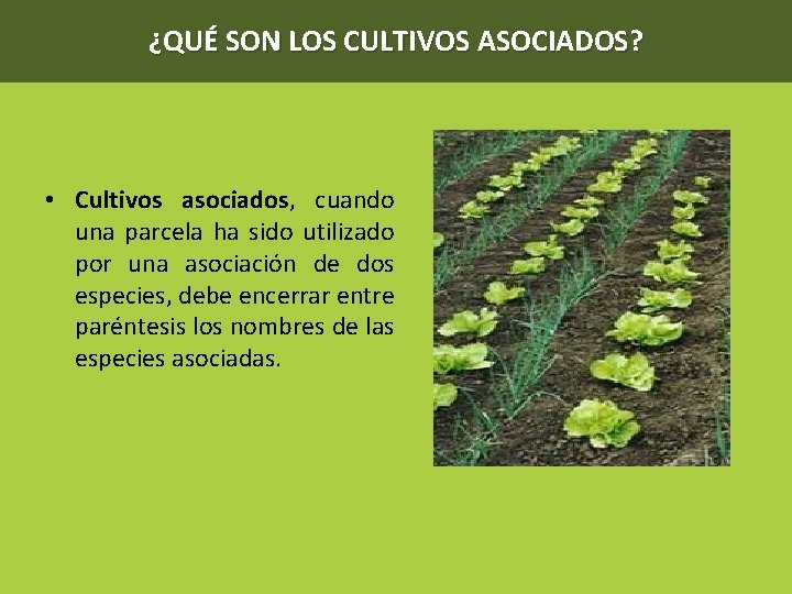 ¿QUÉ SON LOS CULTIVOS ASOCIADOS? • Cultivos asociados, cuando una parcela ha sido utilizado
