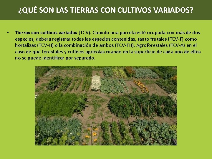 ¿QUÉ SON LAS TIERRAS CON CULTIVOS VARIADOS? • Tierras con cultivos variados (TCV). Cuando