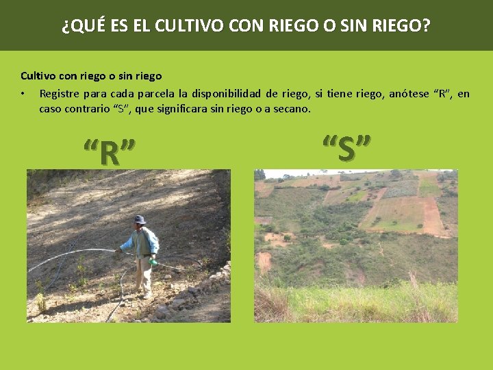 ¿QUÉ ES EL CULTIVO CON RIEGO O SIN RIEGO? Cultivo con riego o sin