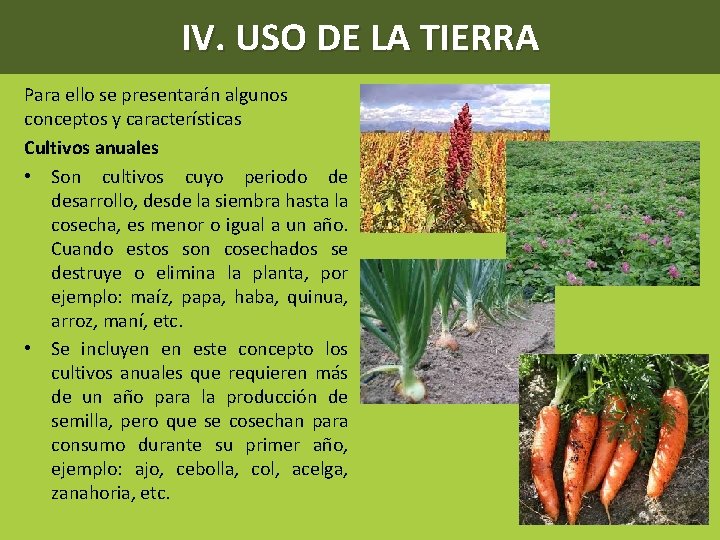 IV. USO DE LA TIERRA Para ello se presentarán algunos conceptos y características Cultivos