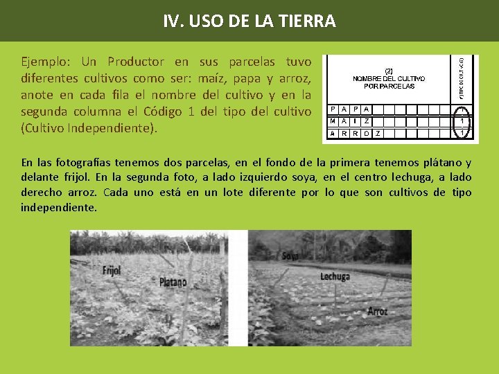 IV. USO DE LA TIERRA Ejemplo: Un Productor en sus parcelas tuvo diferentes cultivos