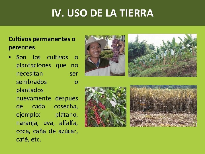 IV. USO DE LA TIERRA Cultivos permanentes o perennes • Son los cultivos o