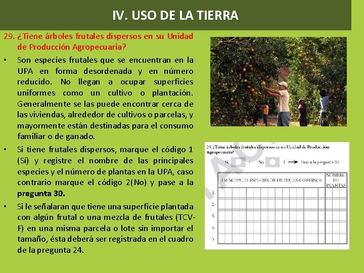 IV. USO DE LA TIERRA 29. ¿Tiene árboles frutales dispersos en su Unidad de