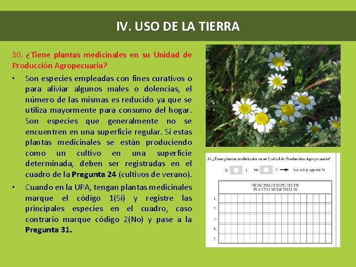 IV. USO DE LA TIERRA 30. ¿Tiene plantas medicinales en su Unidad de Producción