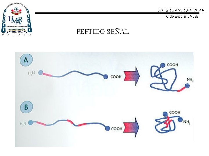 BIOLOGÍA CELULAR Ciclo Escolar 07 -08 B PEPTIDO SEÑAL 