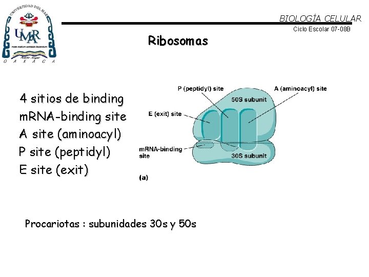 BIOLOGÍA CELULAR Ribosomas 4 sitios de binding m. RNA-binding site A site (aminoacyl) P