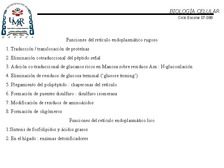 BIOLOGÍA CELULAR Ciclo Escolar 07 -08 B Funciones del retículo endoplasmático rugoso 1. Traducción