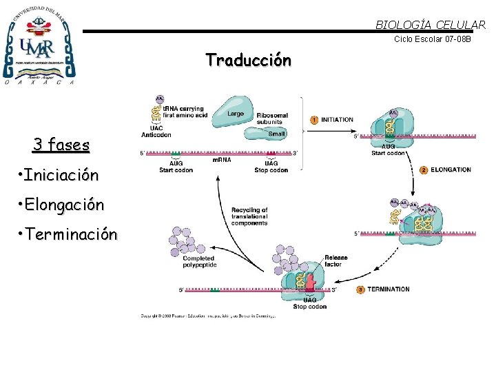 BIOLOGÍA CELULAR Ciclo Escolar 07 -08 B Traducción 3 fases • Iniciación • Elongación