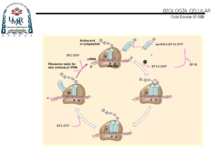 BIOLOGÍA CELULAR Ciclo Escolar 07 -08 B aa-t. RNA: EF 1 A: GTP EF