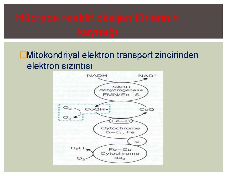 Hücrede reaktif oksijen türlerinin kaynağı �Mitokondriyal elektron transport zincirinden elektron sızıntısı MK 