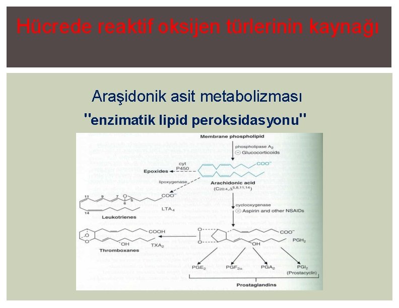 Hücrede reaktif oksijen türlerinin kaynağı Araşidonik asit metabolizması "enzimatik lipid peroksidasyonu" 