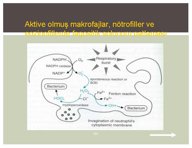 Aktive olmuş makrofajlar, nötrofiller ve eozinofillerde fagositik solunum patlaması MK 