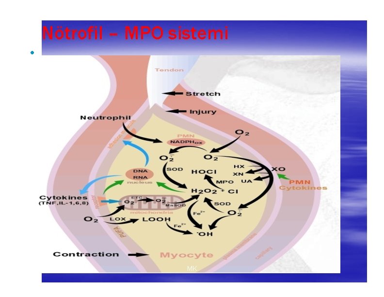 Nötrofil – MPO sistemi • • Mitochondrial respiratory Chain increased oxygen consumption produces more