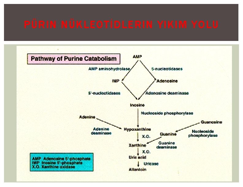 PÜRIN NÜKLEOTİDLERIN YIKIM YOLU 