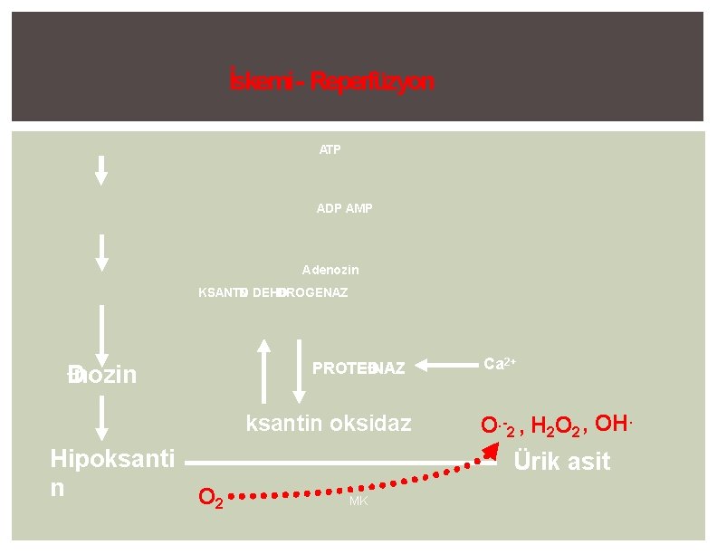 İskemi - Reperfüzyon ATP ADP AMP Adenozin KSANTĐ N DEHĐ DROGENAZ Đnozin PROTEĐNAZ ksantin