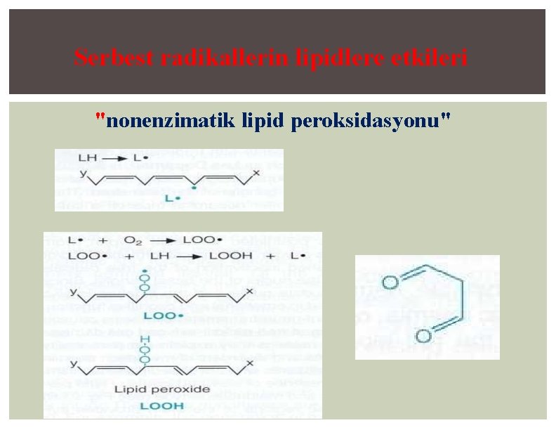Serbest radikallerin lipidlere etkileri "nonenzimatik lipid peroksidasyonu" 