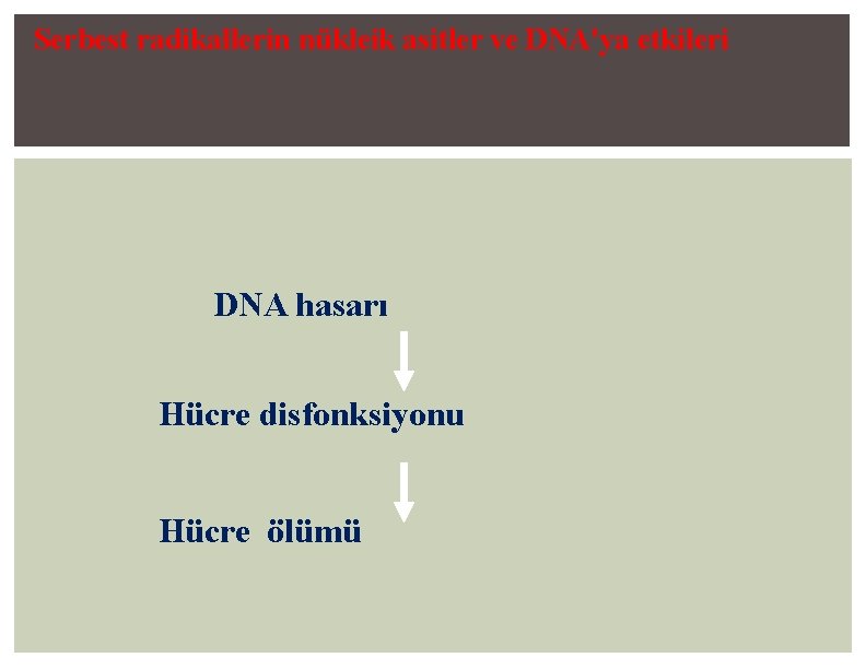 Serbest radikallerin nükleik asitler ve DNA'ya etkileri DNA hasarı Hücre disfonksiyonu Hücre ölümü 