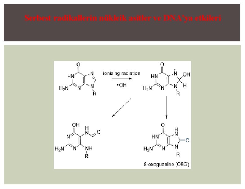 Serbest radikallerin nükleik asitler ve DNA'ya etkileri 