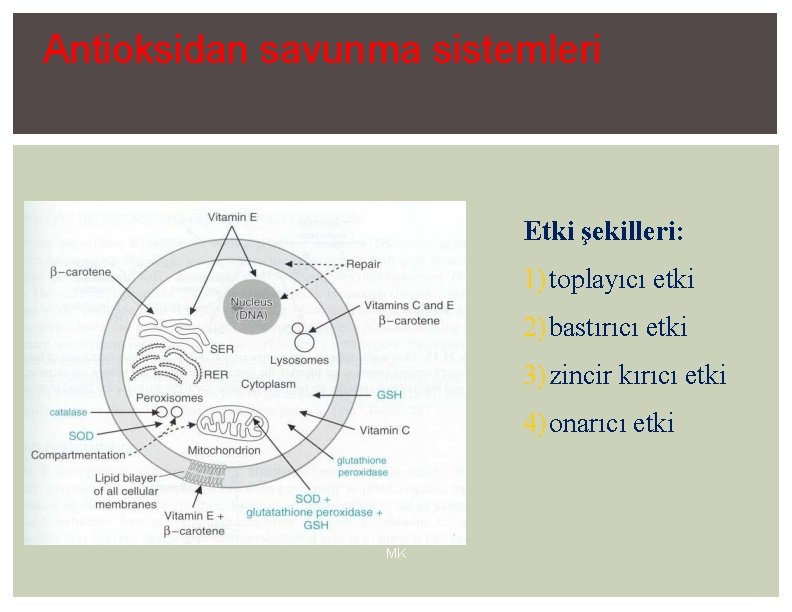 Antioksidan savunma sistemleri Etki şekilleri: 1) toplayıcı etki 2) bastırıcı etki 3) zincir kırıcı