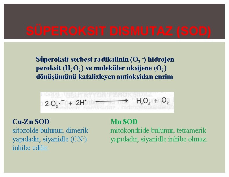 SÜPEROKSIT DISMUTAZ (SOD) Süperoksit serbest radikalinin (O 2⋅−) hidrojen peroksit (H 2 O 2)