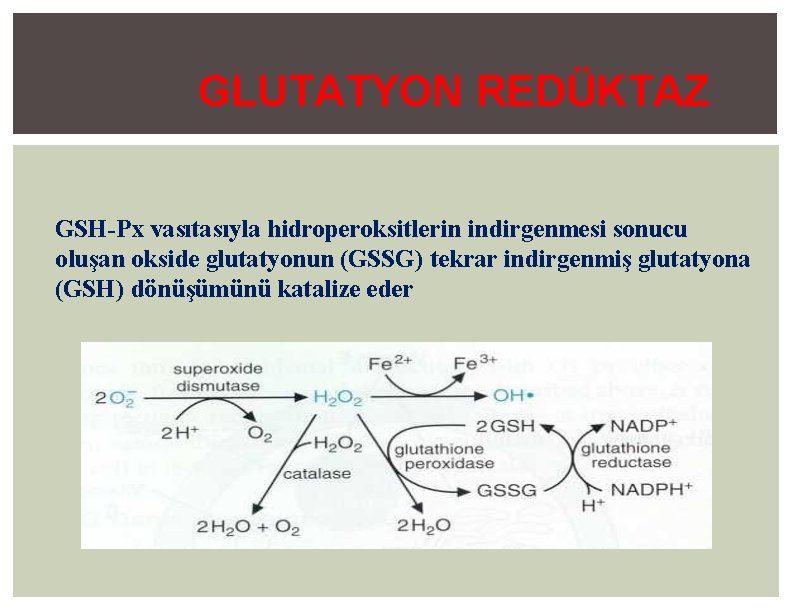 GLUTATYON REDÜKTAZ GSH-Px vasıtasıyla hidroperoksitlerin indirgenmesi sonucu oluşan okside glutatyonun (GSSG) tekrar indirgenmiş glutatyona