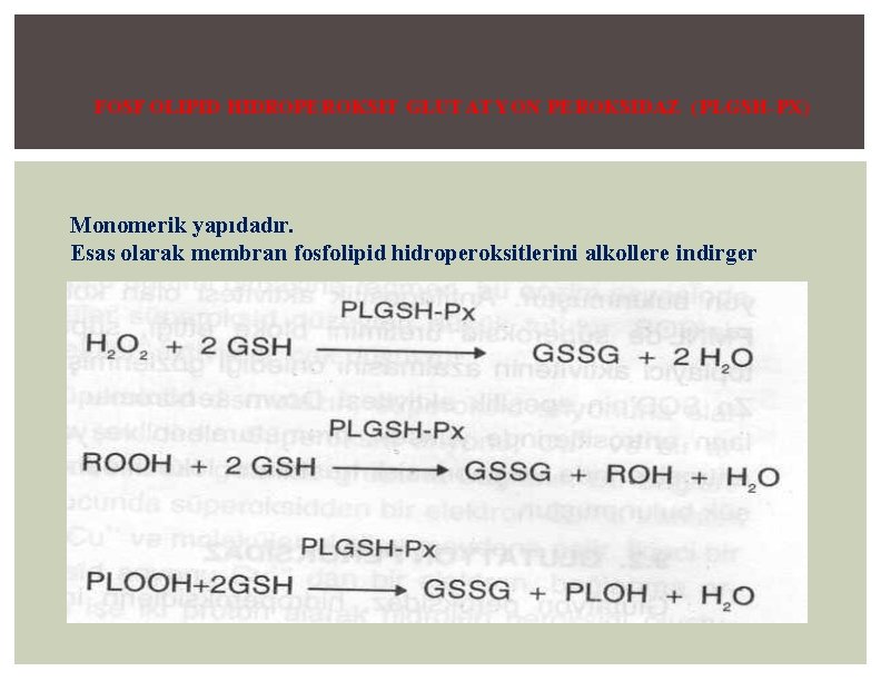 FOSF OLIPID HIDROPE ROKSIT GLUT AT YON PE ROKSIDAZ ( PLGSH- PX) Monomerik yapıdadır.