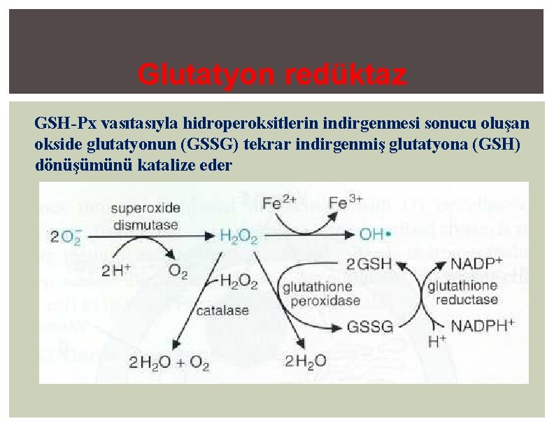 Glutatyon redüktaz GSH-Px vasıtasıyla hidroperoksitlerin indirgenmesi sonucu oluşan okside glutatyonun (GSSG) tekrar indirgenmiş glutatyona