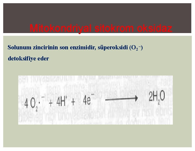 Mitokondriyal sitokrom oksidaz Solunum zincirinin son enzimidir, süperoksidi (O 2⋅−) detoksifiye eder 