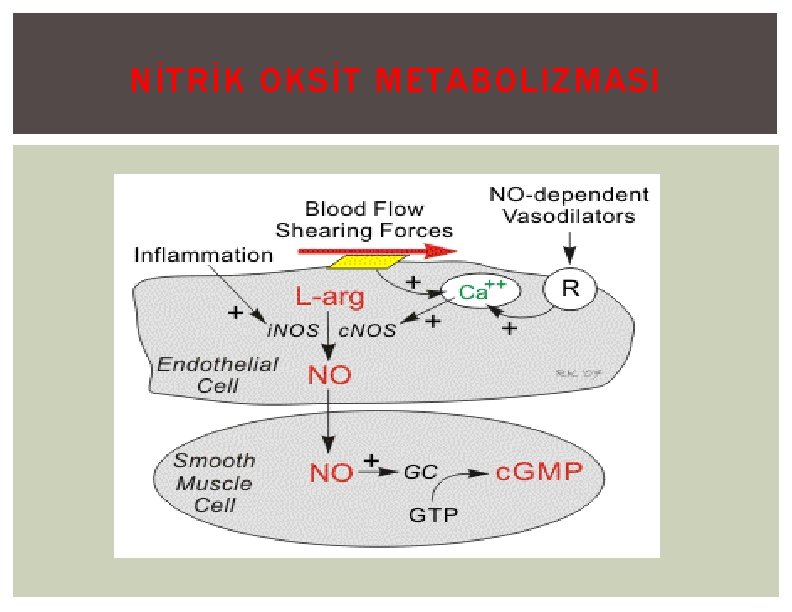 NİTRİK OKSİT METABOLIZMASI 