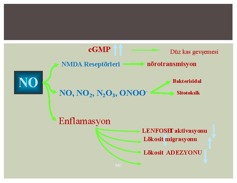 c. GMP Düz kas gevşemesi NMDA Reseptörleri NO nörotransmisyon Bakterisidal NO, NO 2, N