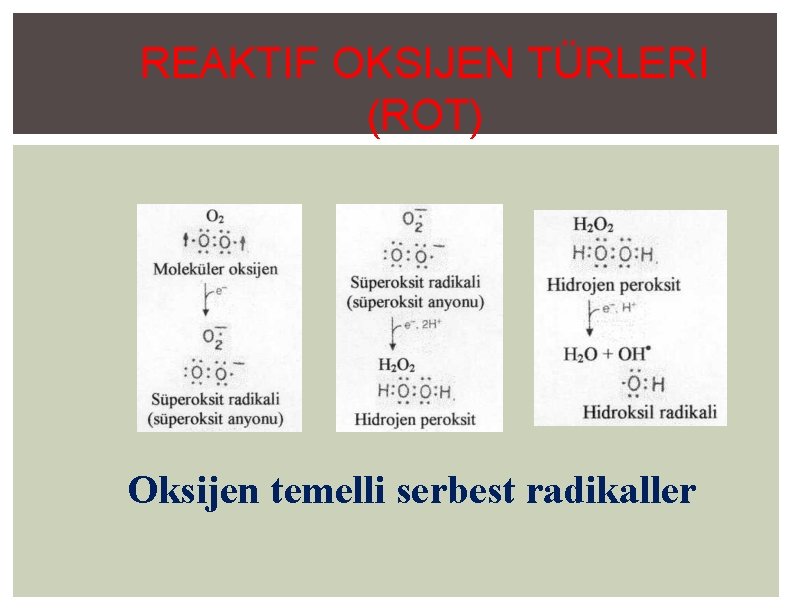 REAKTIF OKSIJEN TÜRLERI (ROT) Oksijen temelli serbest radikaller 