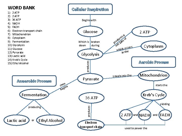 WORD BANK Cellular Respiration 1) 2 ATP 2) 2 ATP 3) 36 ATP 4)